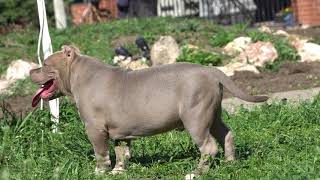 100% SHOW QUALITY MALE FOR SALE ONLY 4 MONTHS OLD .PRODUCT BIGDOGS ROMANIA KENNEL /BEST OF THE BEST