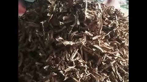 Trà mãng cầu Sóc con