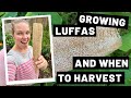 Growing Luffas and When to Harvest
