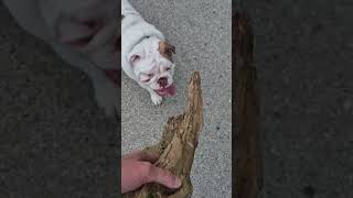 Pone found treasure! #bulldog #puppies # English bulldog # treasure hunt# puppies