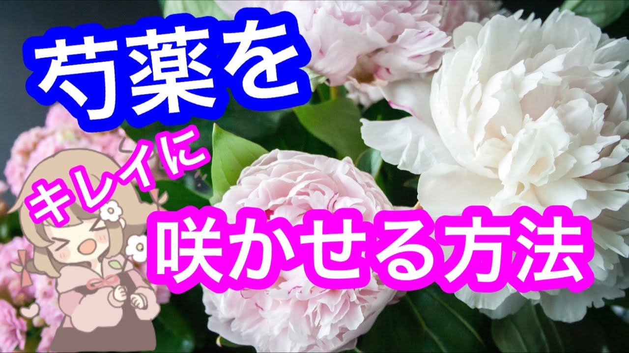 芍薬 シャクヤク をしっかりと咲かせる方法を解説 Youtube