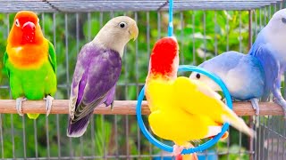 Lovebird singing and chirping sounds 💖🦜 | #lovebirds #parrot screenshot 1