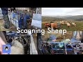 Farming life S2E31- Scanning our Swaledale ewes!