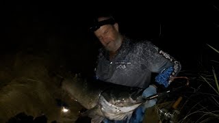 Murray Cod metre plus - in the dark on steep bank