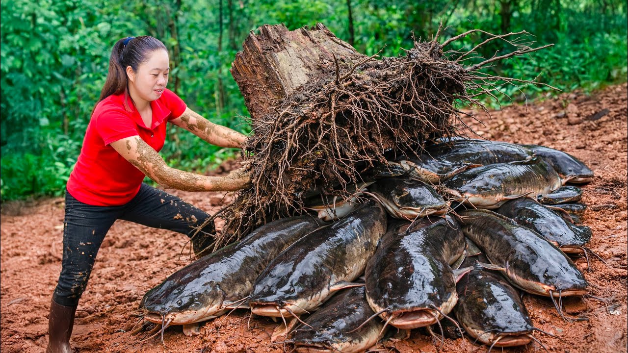 Harvesting Giant Black Catfish & Go to Market Sell | Use 3-wheeled vehicle to draining pond water