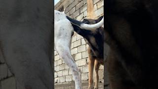 My New Dogs     dog viral animals short funny pets fyp trending