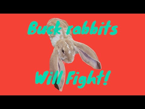 #Buck rabbits will fight. - YouTube