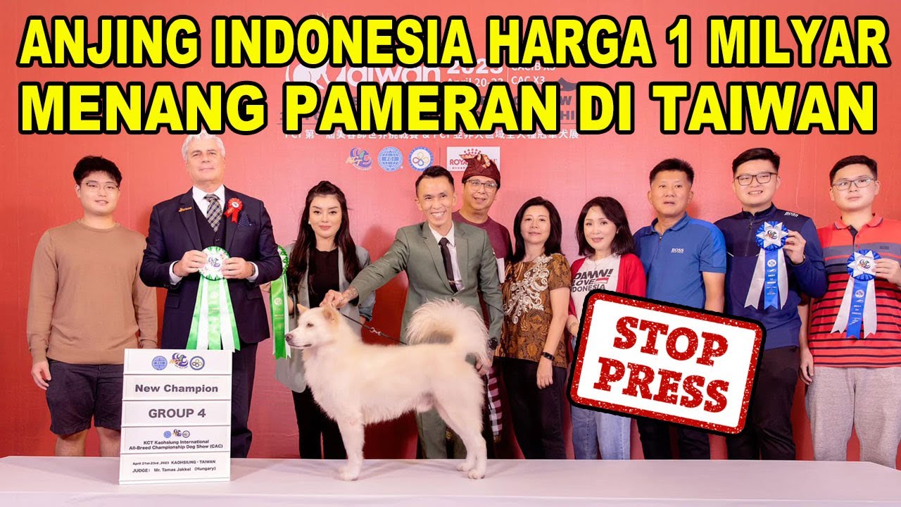 STOP PRESS : Anjing Indonesia Harga 1 Milyar Menang Di Pameran Anjing Internasional Taiwan