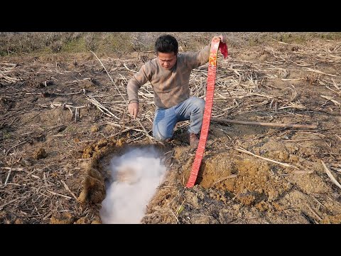 農村小伙发现甘蔗地里有地洞，赶紧拿来鞭炮塞进地洞点燃，地洞里全是烟雾