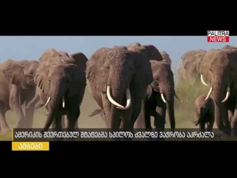 ამერიკის შეერთებულმა შტატებმა სპილოს ძვალზე ვაჭრობა აკრძალა