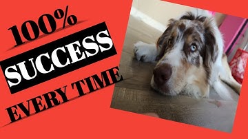 Be SUCCESSFUL Training ANY DOG Using the 4 D