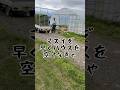 マズイぞ、早くハウスを空けよう!#shorts #農業 #佐渡 #農家 #米作り #仕事 #作業 #田んぼ #田舎 #5月 #苗 #お米 #米 #コメ #コシヒカリ #田植え #準備 #gw