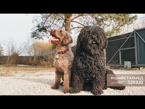 Секреты породы. Испанская водяная собака // #приВЕТАХМЕД