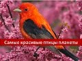 Самые красивые птицы планеты