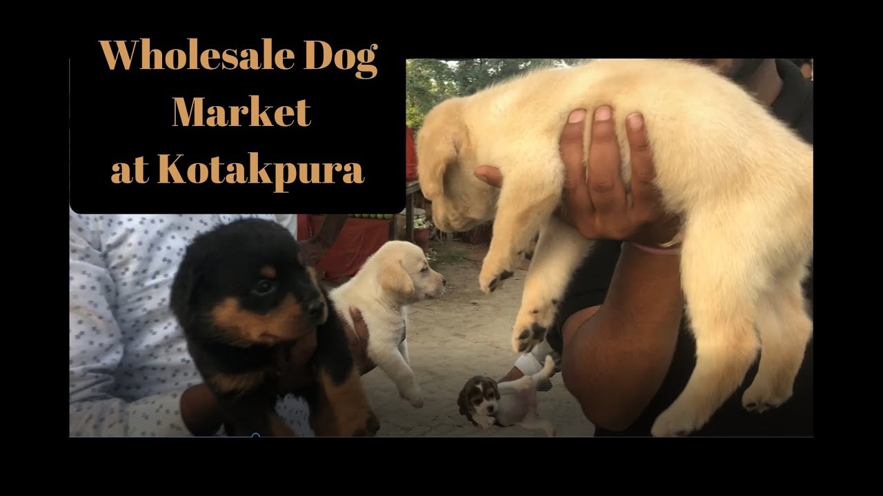 british bulldog price kotakpura Dog Show 2018 - Wholesale dog market - Bhola Shola Films