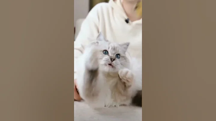 Funny cats 🤣 #shorts #viral #cat