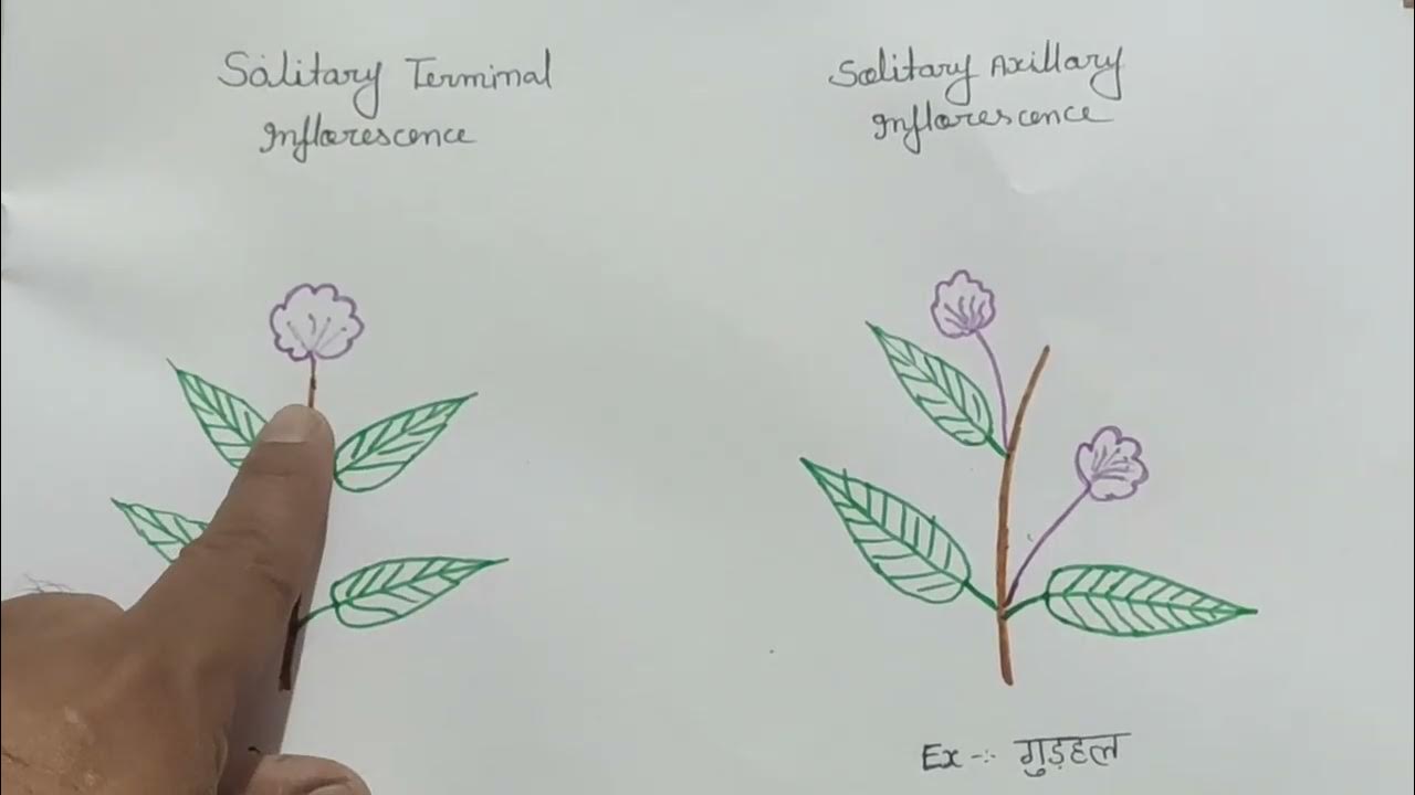 Solitary Terminal Inflorescence Solitary Axillary Inflorescence YouTube solitary-terminal-inflorescence-solitary-axillary-inflorescence-youtube
