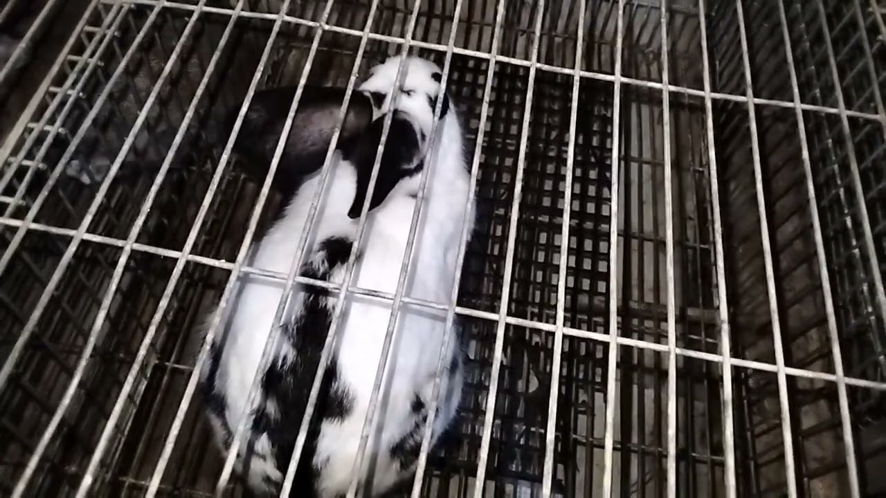 اسباب تاخير الباكسان فيروس الدموي