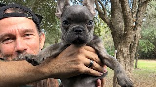 When Maui was super tiny🤪#dog #puppy #doglover #frenchie #funnyanimals #frenchbulldog #funny #cute