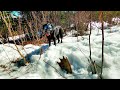 Gracie finds moose antlers in the mountains  shed tour 2022