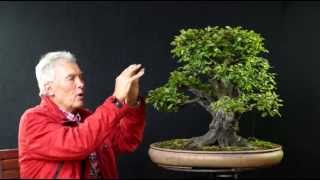INTERNATIONAL BONSAI ACADEMY with Walter Pall 2013 - Case Study 1/"Killer nebari"