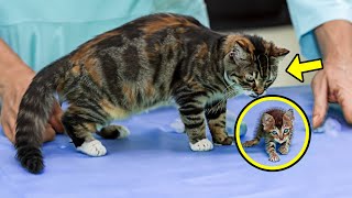 Stray Mom Cat Takes Sick Kitten To Vet. What Happens Next Will Leave You In Shock! by Incredible Stories 2,416 views 2 days ago 8 minutes, 1 second