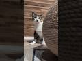 猫2匹の攻防戦😺 - Cats Fights - #shorts #cat