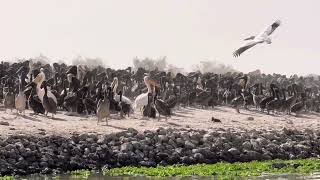 Sénégal - Parc National des oiseaux du Djoudj