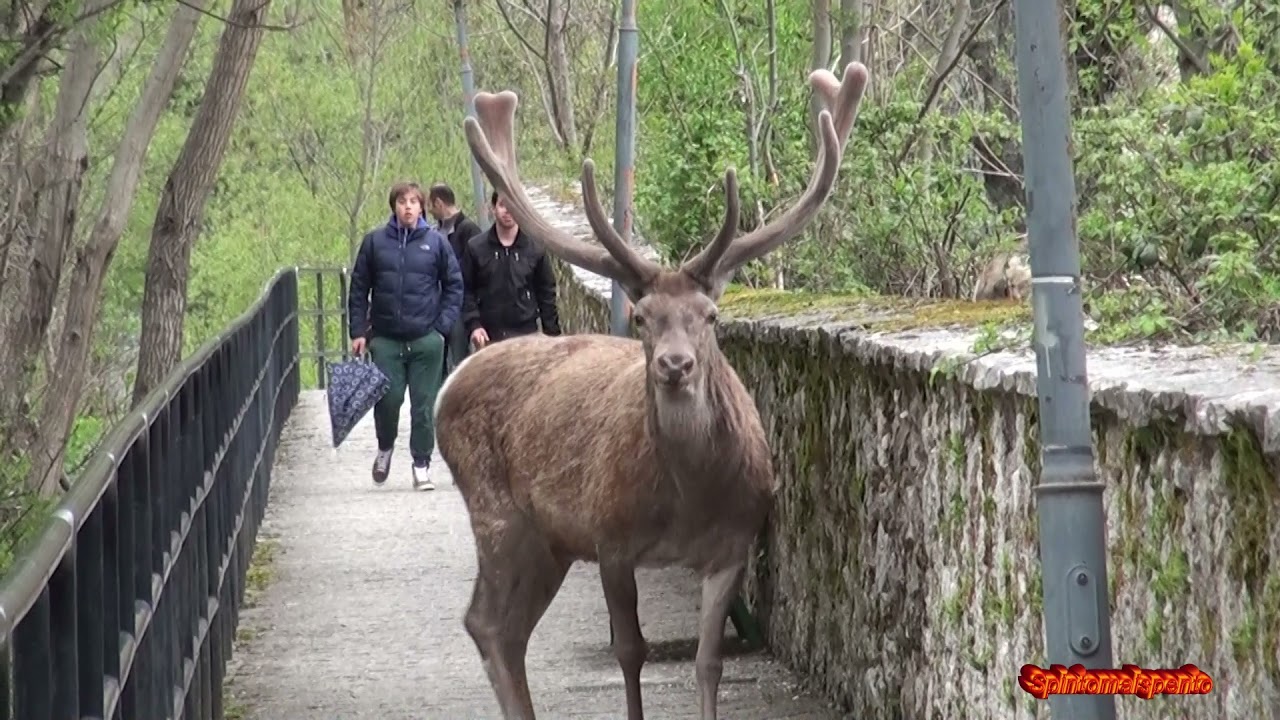 Villetta Barrea il Cervo più famoso d'Abruzzo