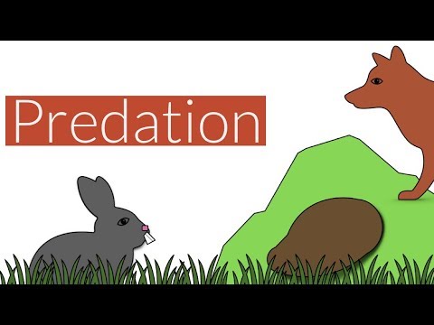 Predation- Brief Summary-Leaving Cert Biology