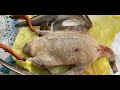 Охота на утку в конце ноября. сори за звук, ветер сильный!!!!