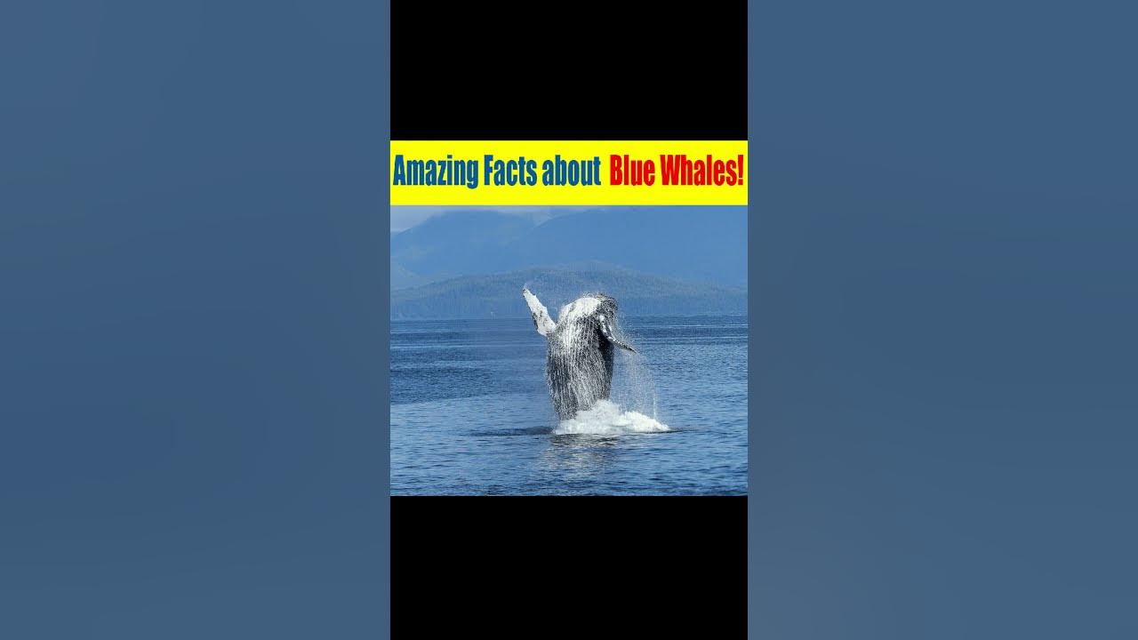 How much does a blue whale weigh? Unknown Facts of Blue Whales! #shorts