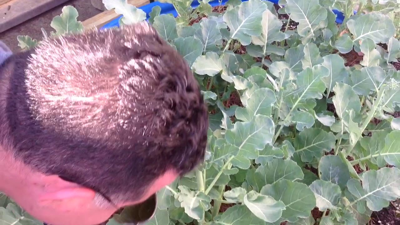 broccoli-gone-wrong-can-we-save-it-youtube