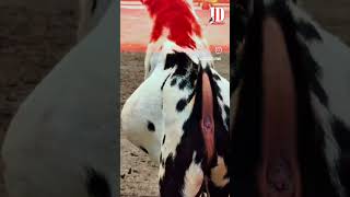 Barbari Andul at JD Goat Farm