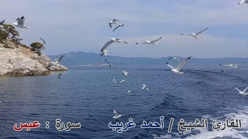 سورة عبس - القارئ الشيخ / أحمد غريب
