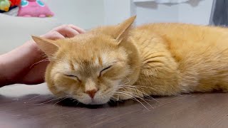 もふもふマッサージに夢中な短足猫！実は…-Cat to be massage?-