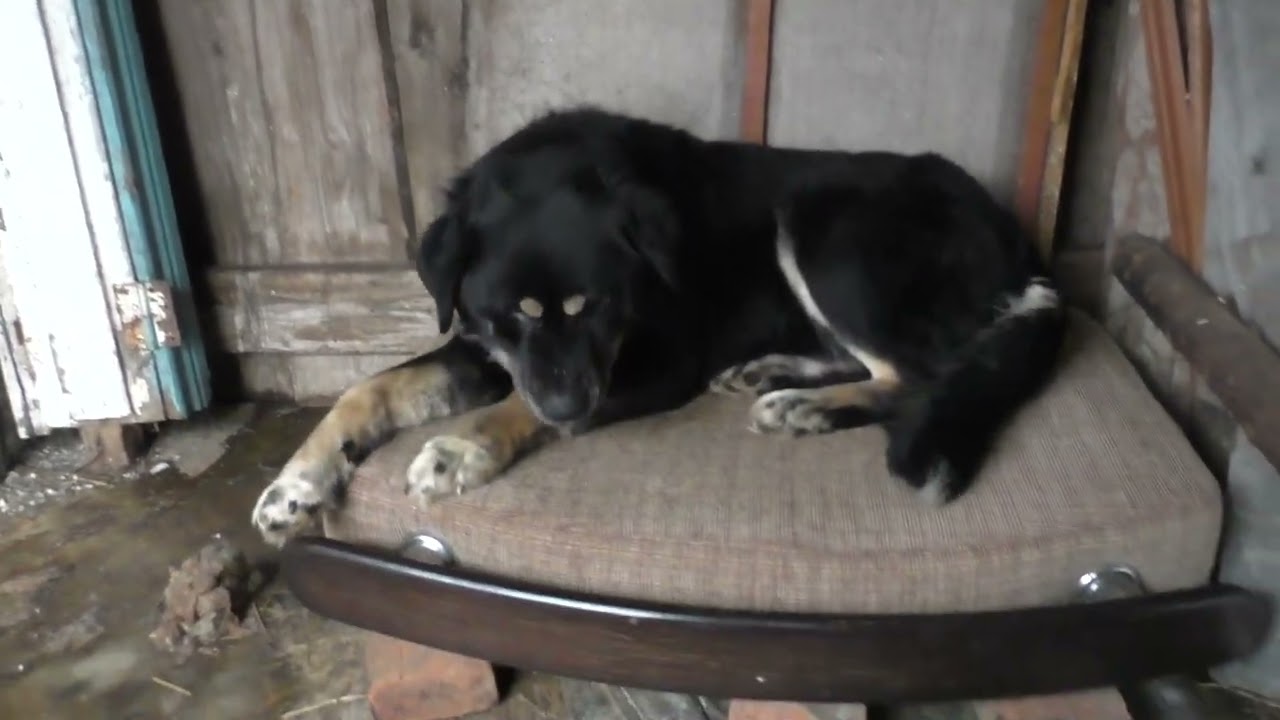 Сделал собаке лежанку. Снег валит каждый день.