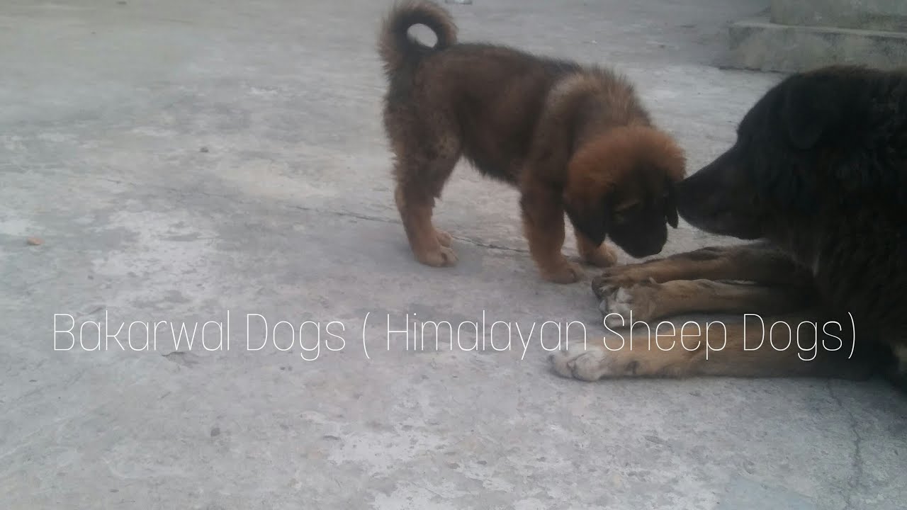 bakarwal dogs for sale