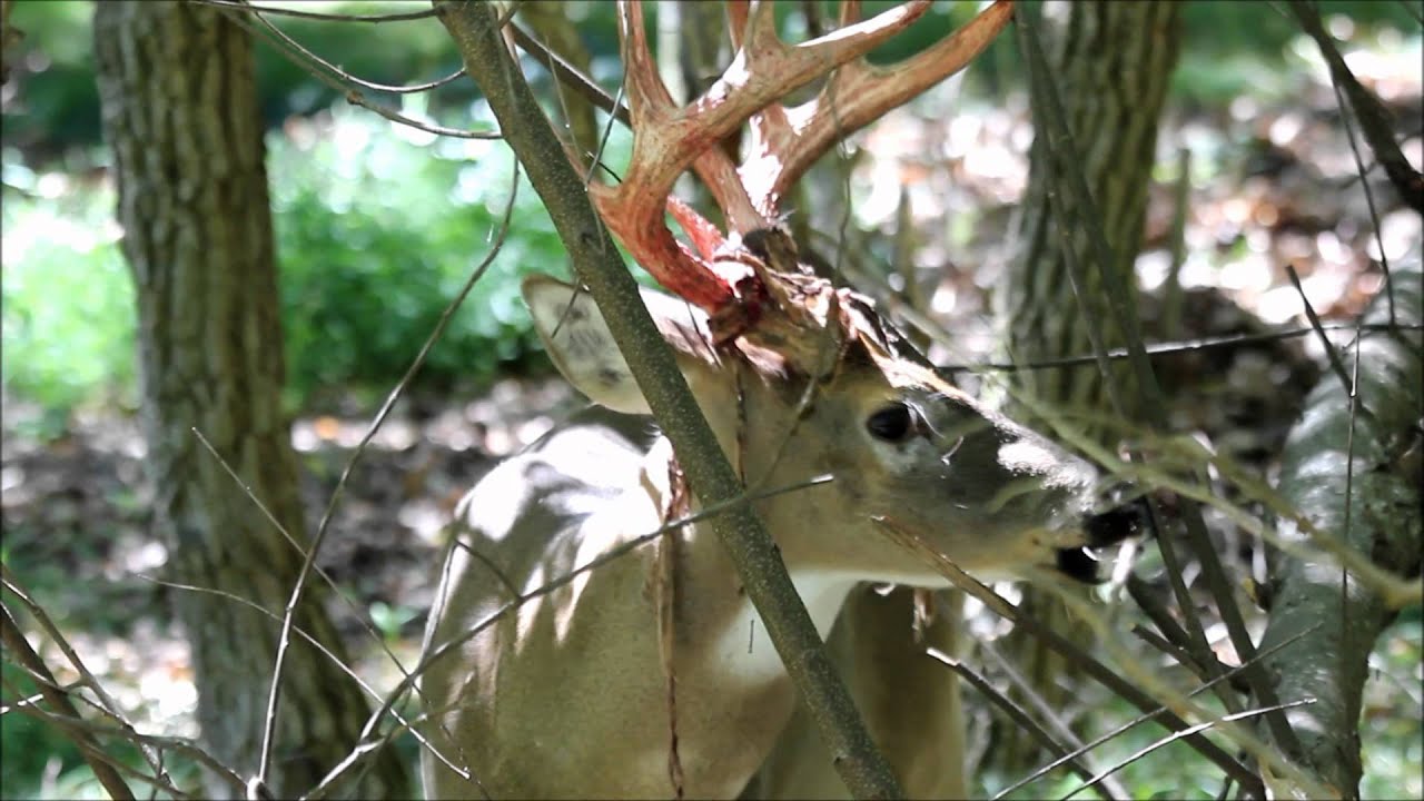 Whitetail Buck Shedding Antler Velvet - YouTube