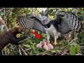 Harpy Eagle: 180 Days From Helpless Chick to Sky Predator | Animals Documentary | Ecoris TV