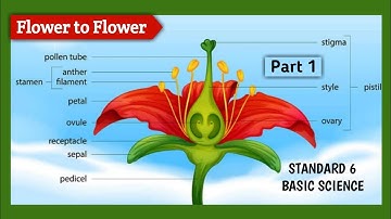 CLASS-6 BASIC SCIENCE CHAPTER-3 FLOWER TO FLOWER PART-1 KERALA SYLLABUS