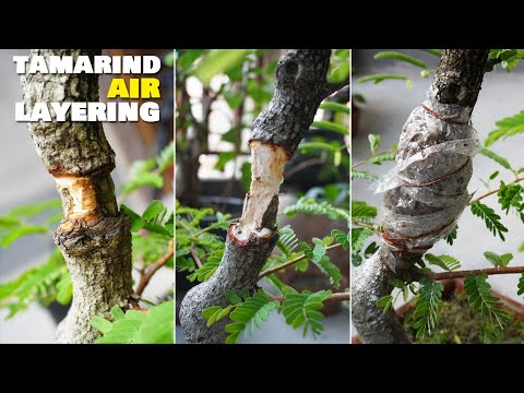 Tamarind Bonsai | Bonsai Techniques - Air Layering | With Update