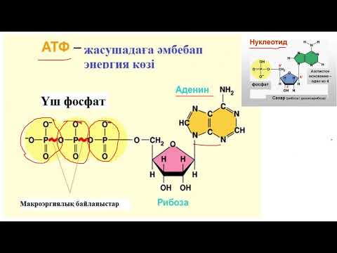 Бейне: Аденозинтрифосфаттың компоненттері ма?