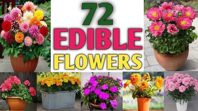 Edible Flowers 101