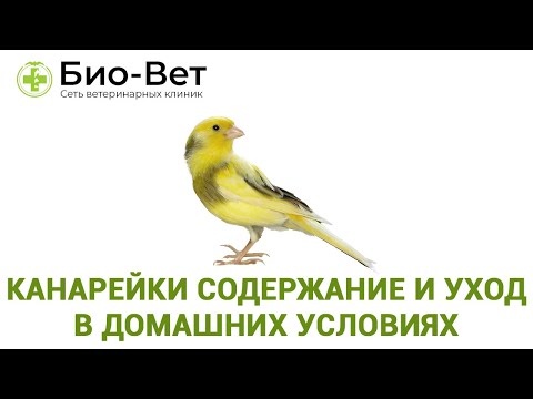 Содержание Канареек 🐤 и Уход в Домашних Условиях // Сеть Ветклиник БИО-ВЕТ