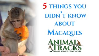 5 Things You Didn't Know About Macaques | Animal Tracks
