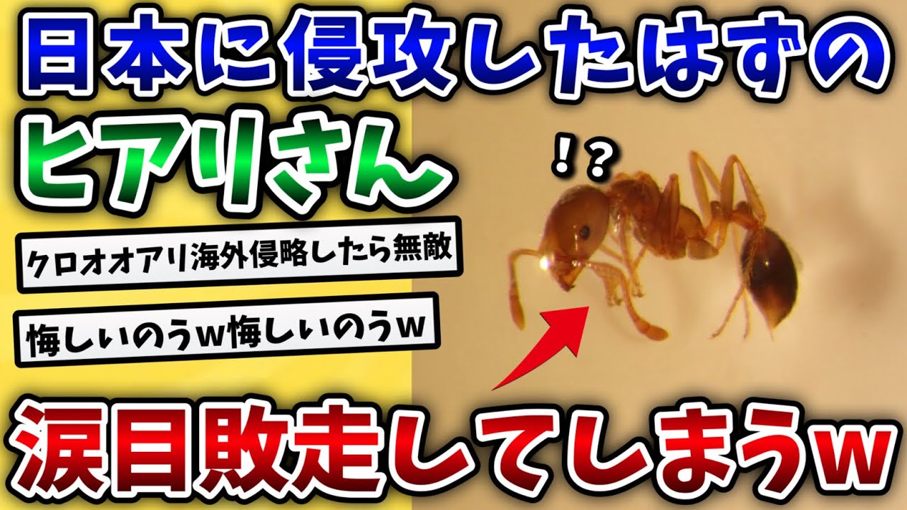 【2ch動物スレ】ヒアリ、日本の在来種にボコボコにされて敗走ｗでも本当は…