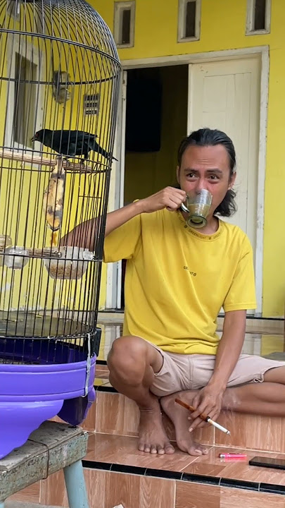 Relaxing While Listening to the Cucak Keling Bird Singing Teler #bird #kicaumania #qinarabanyuwangi