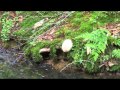 110626芦生櫃倉谷~上谷~池ノ谷