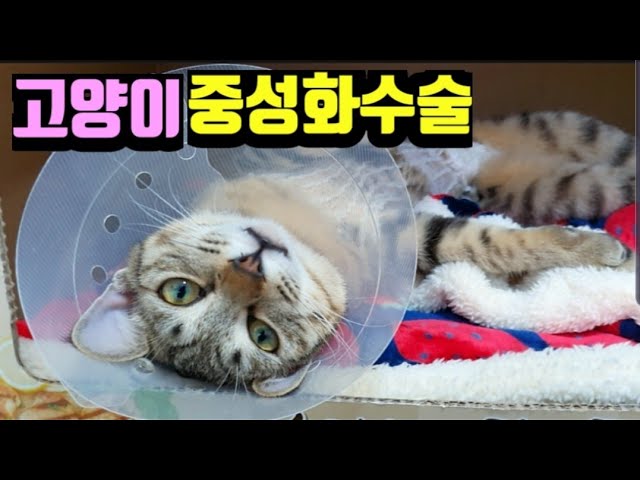 봄과 코코 암컷 중성화수술 후 회복기, 고양이 Tnr - Youtube